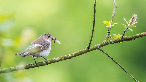 istock Female pied flycatcher perching on willow tree 505944614