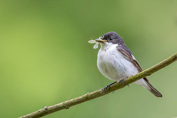 Male pied flycatcher perching with mayfly in beak This pied flycatcher {Ficedula hypoleuca} was living up to its name, catching mayflies over the Usk river in the Brecon Beacons. May iucn red list photos stock pictures, royalty-free photos & images