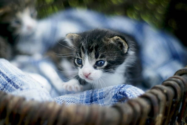 istock Little cute kitten in the basket 505945266