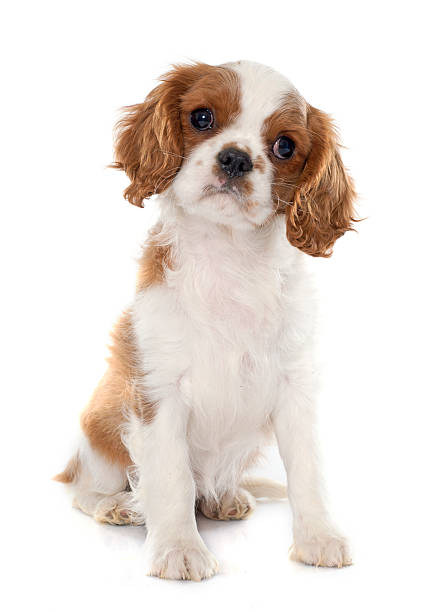 istock puppy cavalier king charles 505945678