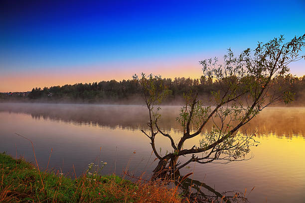 istock Lonely tree growing in a pond at sunrise 505945954