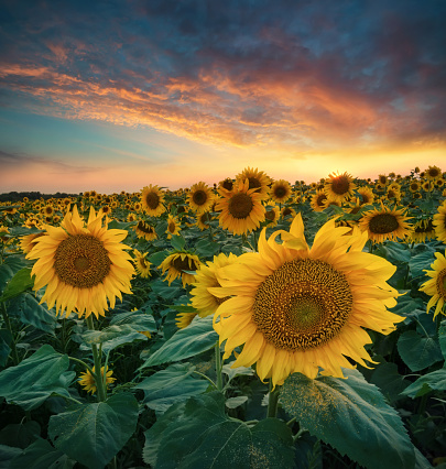 Sunflowers on field during sunrise. Beautiful natural summer landscape