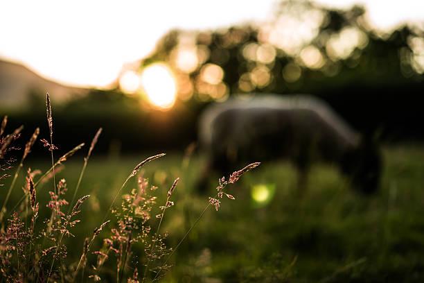 羊 - herdwick sheep ストックフォトと画像