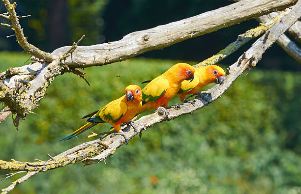Three Sun parakeet (Aratinga solstitialis) sit on a branch stock photo
