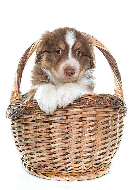 istock puppy australian shepherd 505946420
