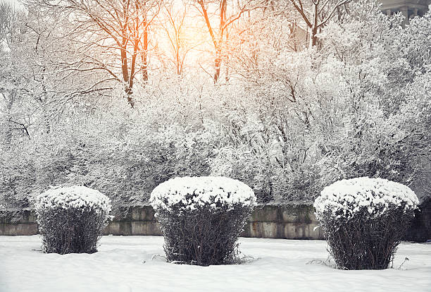 istock Snow-covered trees in the city park 505946448