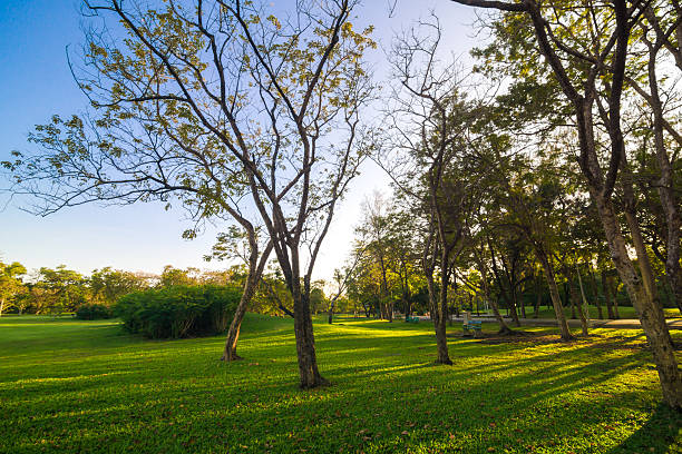 istock Green garden citypark 505946644