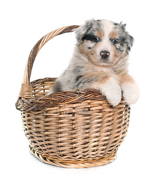 istock puppy australian shepherd 505946936