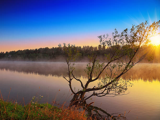 istock Lonely tree growing in a pond at sunrise 505947046