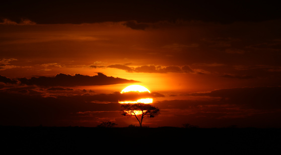 An Acacia tree under the Serengeti sunset with clouds