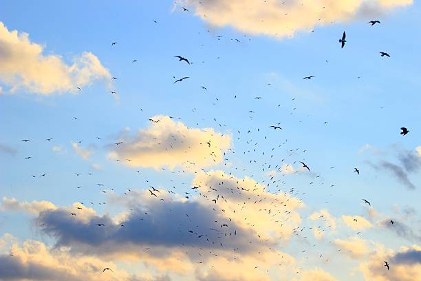 Flock of birds at sunset sky