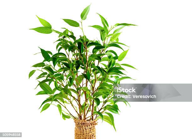 Leaves Of Ficus Benjamina Stock Photo - Download Image Now - Bonsai Tree, Botany, Branch - Plant Part