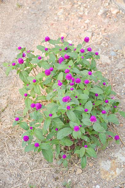 istock Globe Amaranth flower in garden 505948770