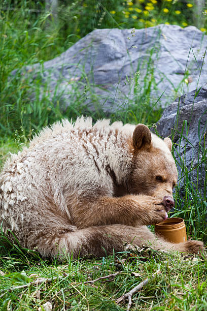 istock Hungry Kermode Bear Eating honey 505950069