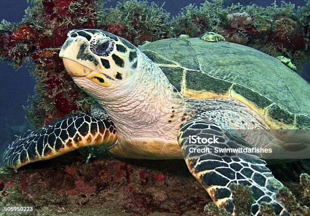 Sea Turtle Stock Photo - Download Image Now - Loggerhead Turtle, Barnacle, Animal Head