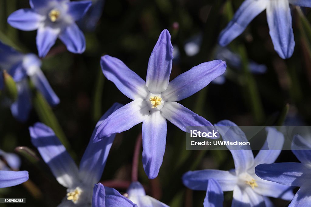 Chionodoxa luciliae blue Glory-of-the-snow blue flowers in spring forest April Stock Photo