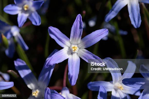 Chionodoxa Luciliae Blue Stock Photo - Download Image Now - April, Beauty In Nature, Blossom