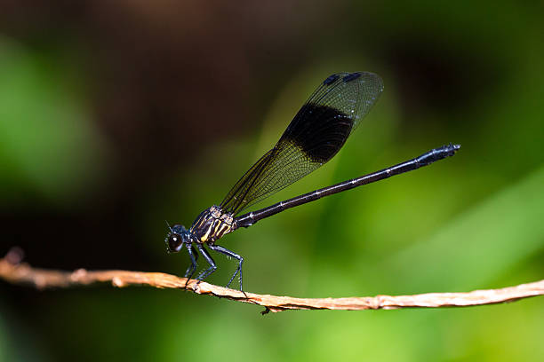 istock Portrait of damselfly - Pseudagrion microcephalum 505950985