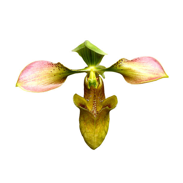 istock Paphiopedilum orchid 505951377