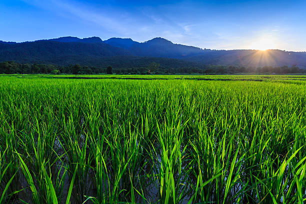 istock Young rice field with mountain sunset background 505951489