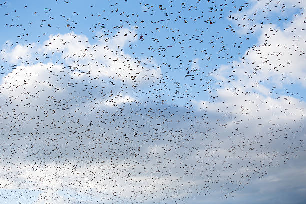 istock Many starlings flying together in summer evening 505951675