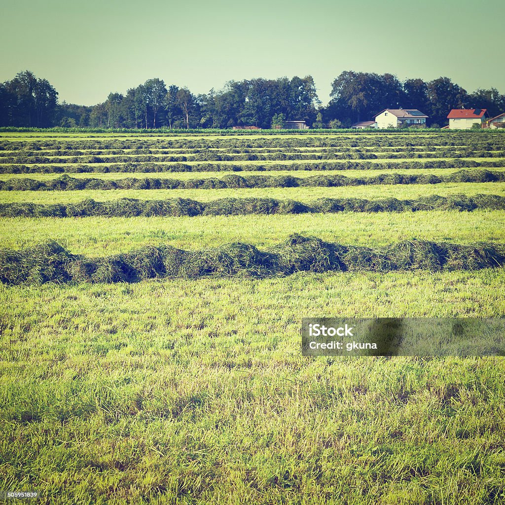 Mown Hay Lines of New-mown Hay in Bavaria, Germany, Retro Effect Agricultural Field Stock Photo