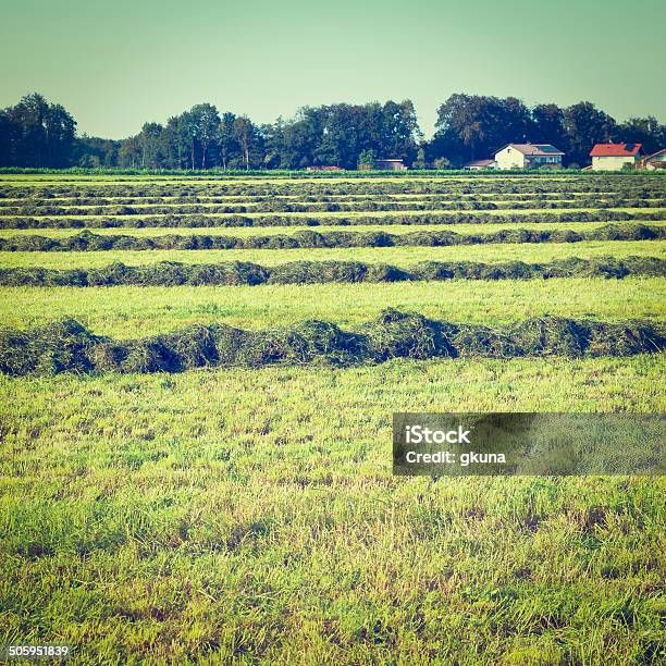 Mown Hay Stock Photo - Download Image Now - Agricultural Field, Agricultural Machinery, Agriculture