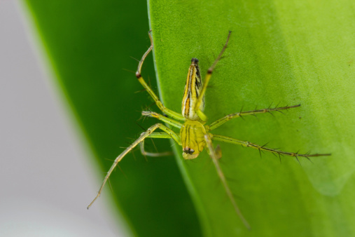 Jumping Spider  A close up of a jumping spider ,Thailand