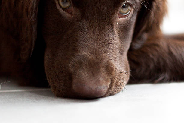 istock Flat-Coated Retriever Puppy 505952731