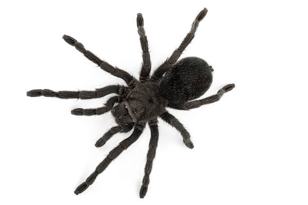 istock Black Spider. Tarantula- Grammostola Pulchra 505953105
