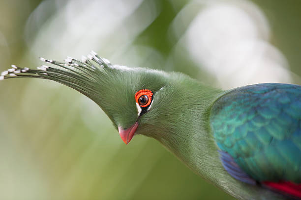 istock Head shot of Schalow's Turaco (Tauraco schalowi) 505953153