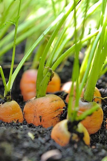 istock growth of carrots 505953199