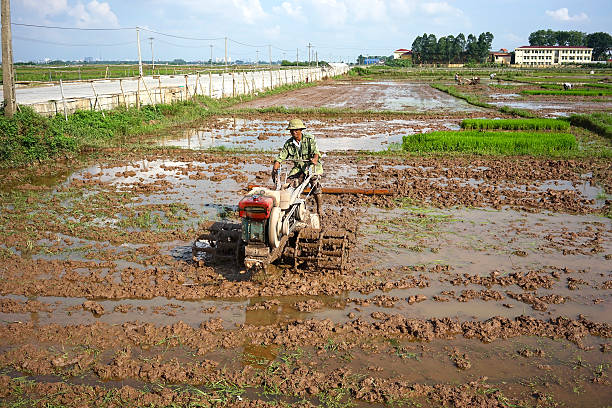 Vietnamese man in the rice field