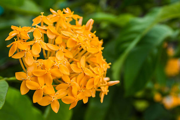 istock Blooming orange Ixora flowers for nature background (Ixora spp.) 505953855