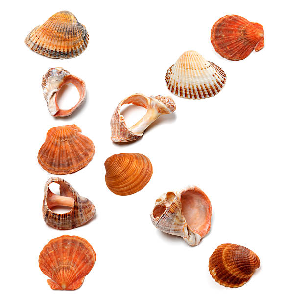 istock Letter K composed of seashells 505953955