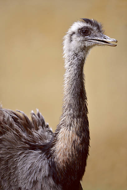 istock Profile portrait of Greater Rhea 505954815