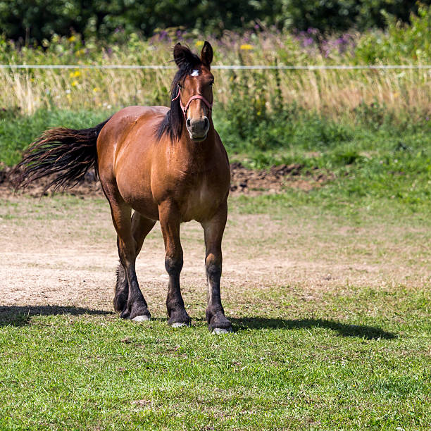 istock Horses in Suwalki Landscape Park, Poland. 505955179
