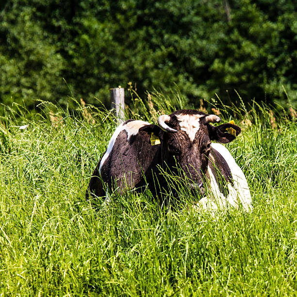 istock Cow on a pasture, on a green grass 505955191
