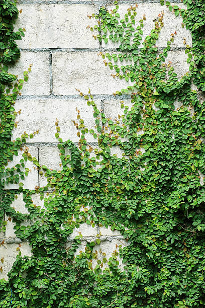 istock Green Creeper Plant on the Wall 505955229