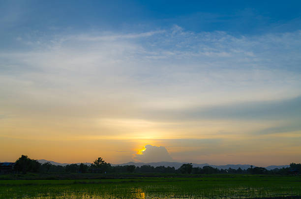 In the season of rice in Asia has made delivery of the beautiful scenery. I see the bright and breezy comfort.