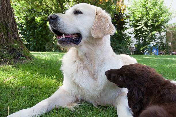 istock Flat Puppy plays with a Golden 505955273