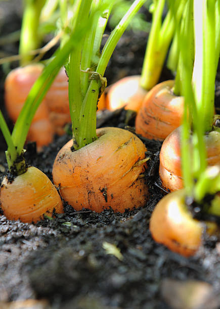 istock growth of carrots 505955323