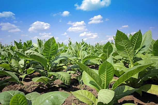 istock growing tobacco on a field 505955373
