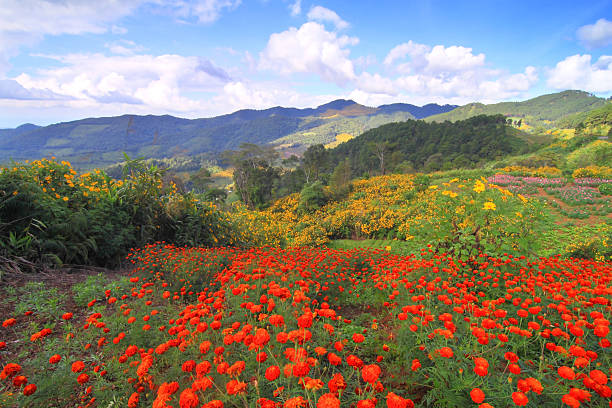 istock flower in the montain 505956395
