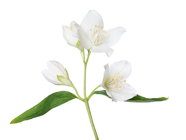 istock isolated beautiful jasmine branch 505956427