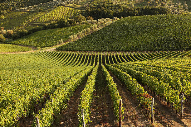 istock Chianti vineyard in Tuscany  Italy 505956433