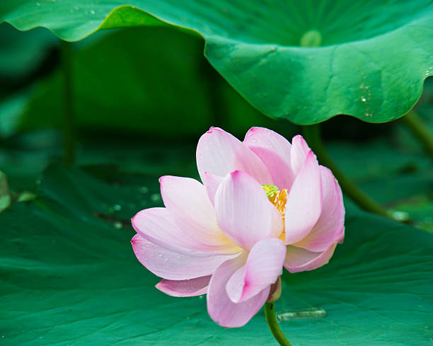 istock Summer blooming lotus 505956505