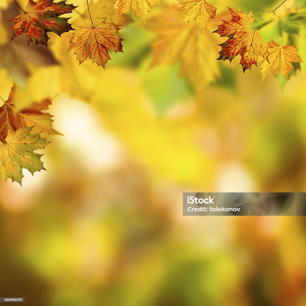 Abstract autumnal backgrounds with beauty bokeh Autumn Stock Photo