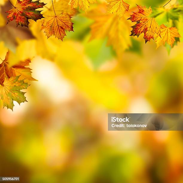 Abstract Autumnal Backgrounds With Beauty Bokeh Stock Photo - Download Image Now - Autumn, Backgrounds, Branch - Plant Part