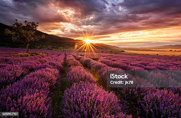 Lavender Dawn Stock Photo - Download Image Now - Agricultural Field, Backgrounds, Lavender - Plant